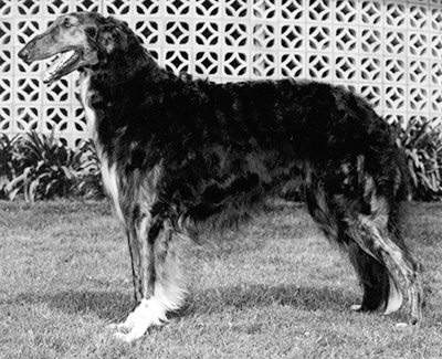 Top Obedience Borzoi 1996